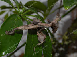 Praying mantis and isopods for sale