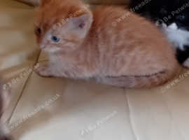 Kittens Ready Now!