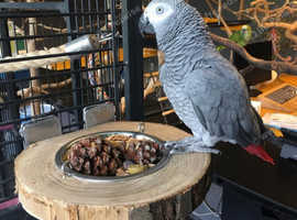 Hand tamed African Grey Parrots