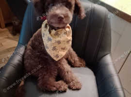 Asian toy poodle 5 month old boy