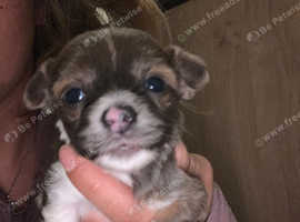 Shih Tzu cross Yorkshire terrier