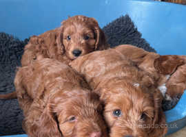 Health tested Red cockapoo girl puppies