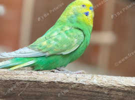 Male Budgie for sale