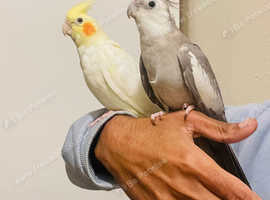 Hand Tamed/Untamed  Cockatiels for Sale