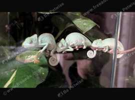 Chameleon