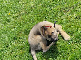 13 week old pup German shepard