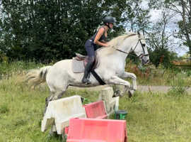 Irish draught 17hh 16 year old mare.