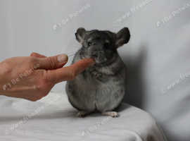 Chinchilla Baby , Female, 3 Month old for sale