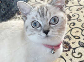 British short hair mixed Chinchilla kitten