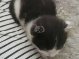 !!! 1  Last black and white kitten !!!