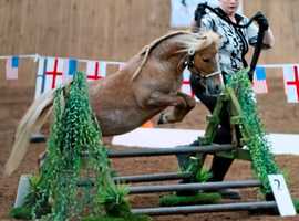 Sweet quiet Bmhs miniature horse