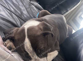 Cane corso mixed with Dutch shepherd