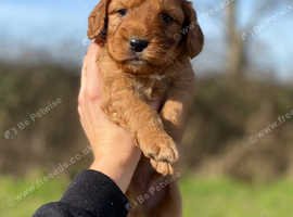 Beautiful cockapoo
