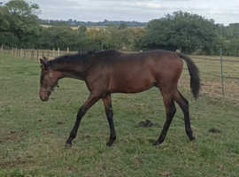 Handsome yearling colt to make 16hh