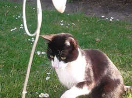 Missing/stolen black and white male perfect white star on nose n white socks n all white in under neath