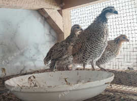 Bob White quail