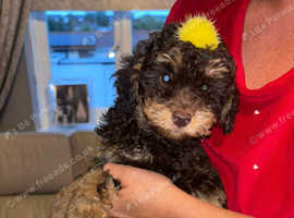 Toy poodle girls for sale