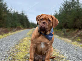 Pup needs new home