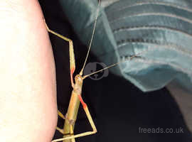 Baby Indian stick insects, some 2weeks old , some 1month plus