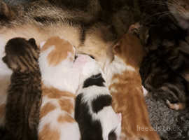 Bengal manx sales kittens for sale