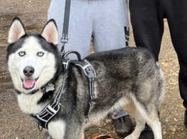 Gorgeous male Husky looking for home