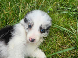 Border collie pups for sale