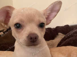 Beautiful White Short Hair Chihuahua BOY PUPPY
