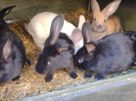 10 weeks old mix breed bunnies