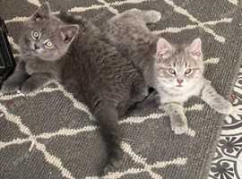 British shorthair cross rag doll kittens