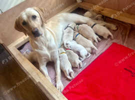 11 beautiful labrador puppies