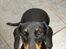 9 Month Old Miniature Dachshund