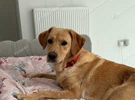 Lola needs a new home
