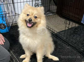 Pomeranian puppy for clearance sale near me