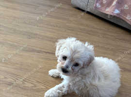 Puppys for sale