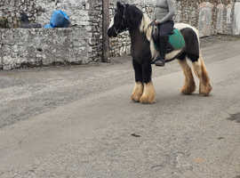 12.3 /13hh 6 year old mare