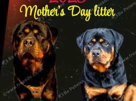 Chunky Rottweilers