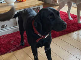 One Year Old Black Labrador Female in Polegate BN26 on Freeads Classifieds - Labrador Retrievers ...
