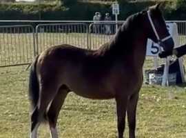 Top class colt