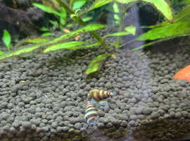 Assasin snails for sale