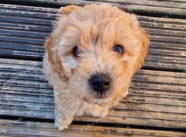 Bichon x Toy Poodle aka Poochon pups