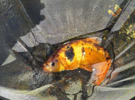 I have a koi and 5 Rudd and 1 xl large white goldfish thing and koi cross