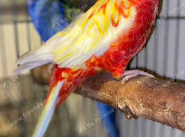 Beautiful pair of rosellas with cage