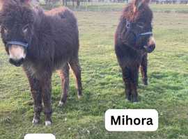 2 x Lovely Jack Foals