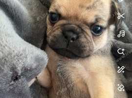 Frug