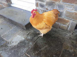 FREE Pure Bred Buff Orpington Cockerel
