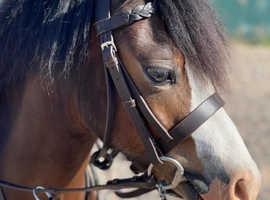 Lead rein/ first ridden pony