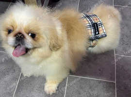 Stunning top quality cream and white Pekingese male