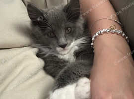 New price,Pedigree Maine coon ready to go