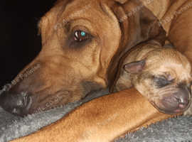 KC RHODESIAN RIDGEBACK PUPPIES