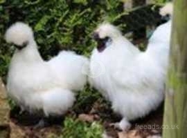 Silkie Bantam Chicks For Sale From Day Olds Upwards